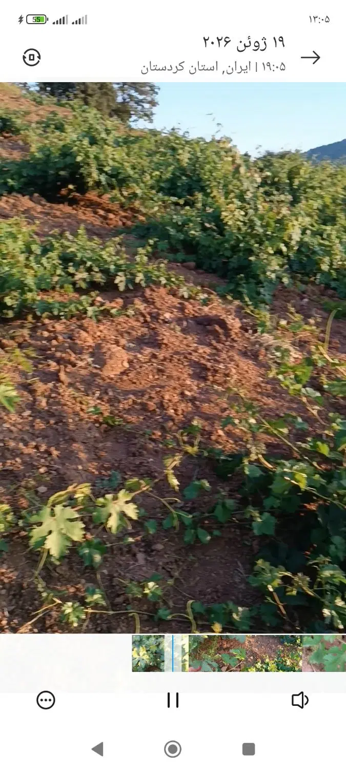 باغ انگور گماره لنگ