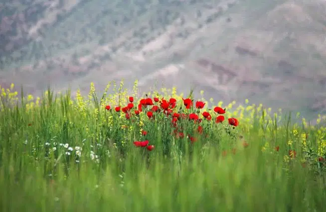 گلبهار نیستان مجتمع گلگون  ۸۰۰ متری