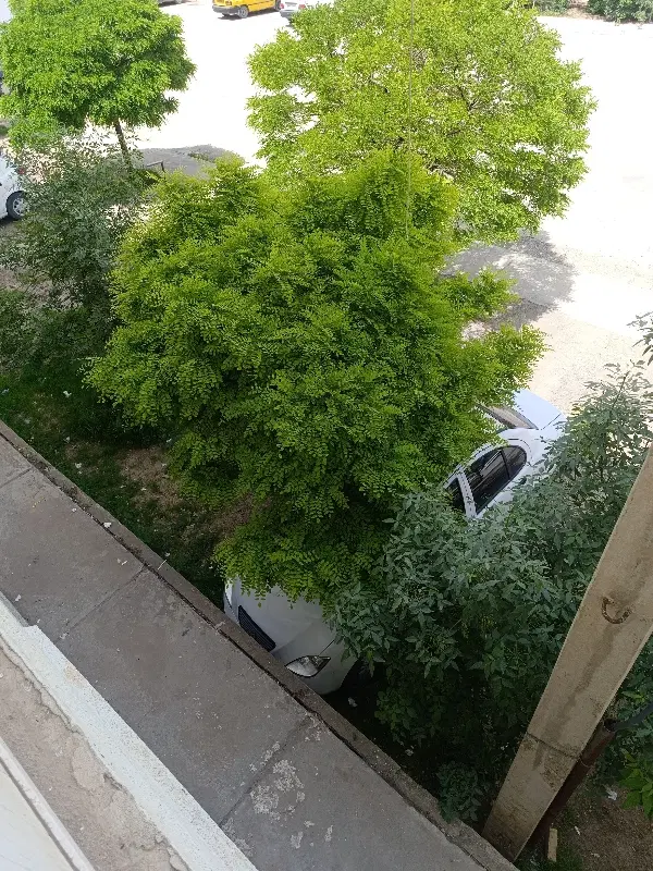 زمین کرناچی