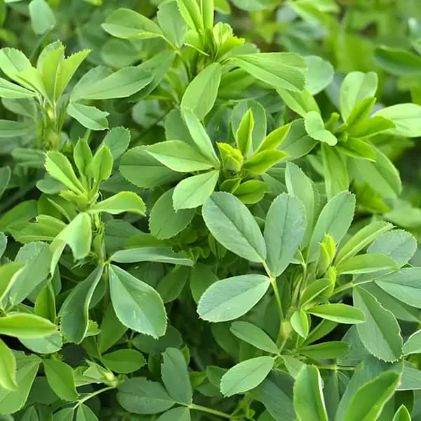 کرایه زمین یونجه