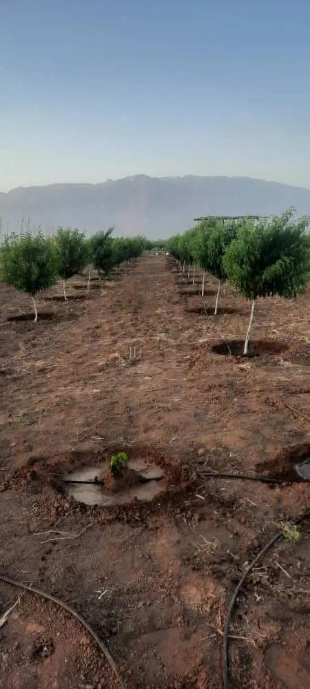 فروش باغ ۵ ساله