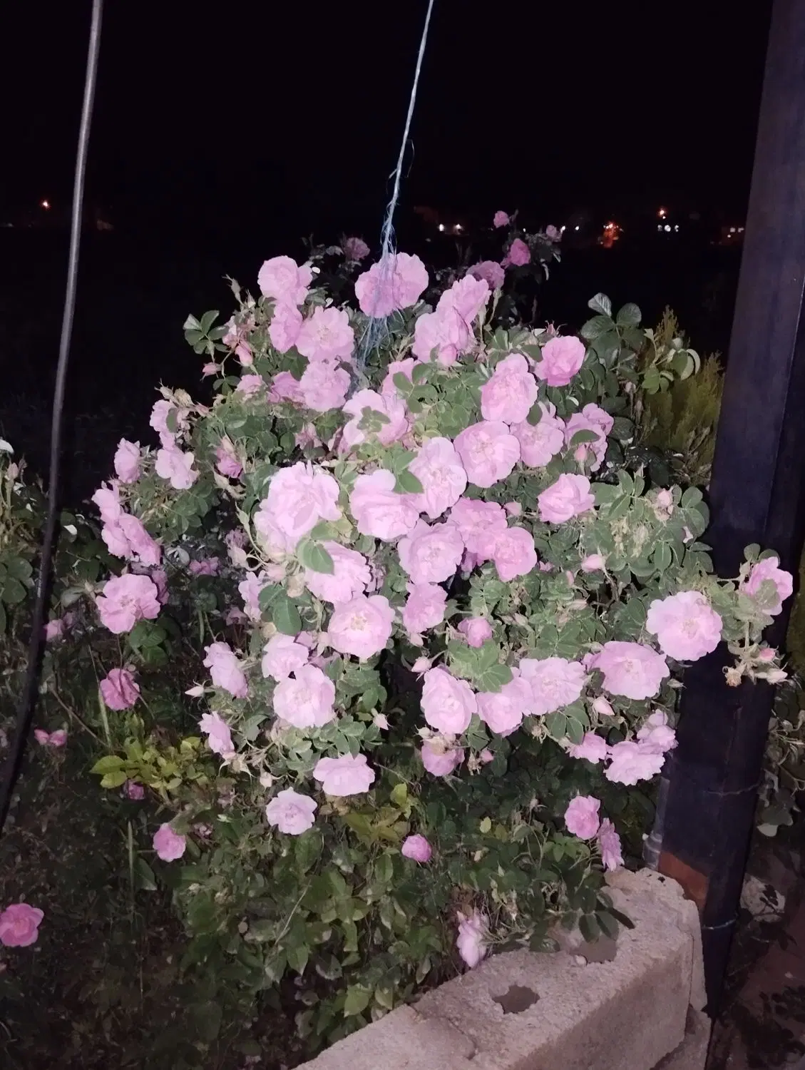 باغ مسکونی