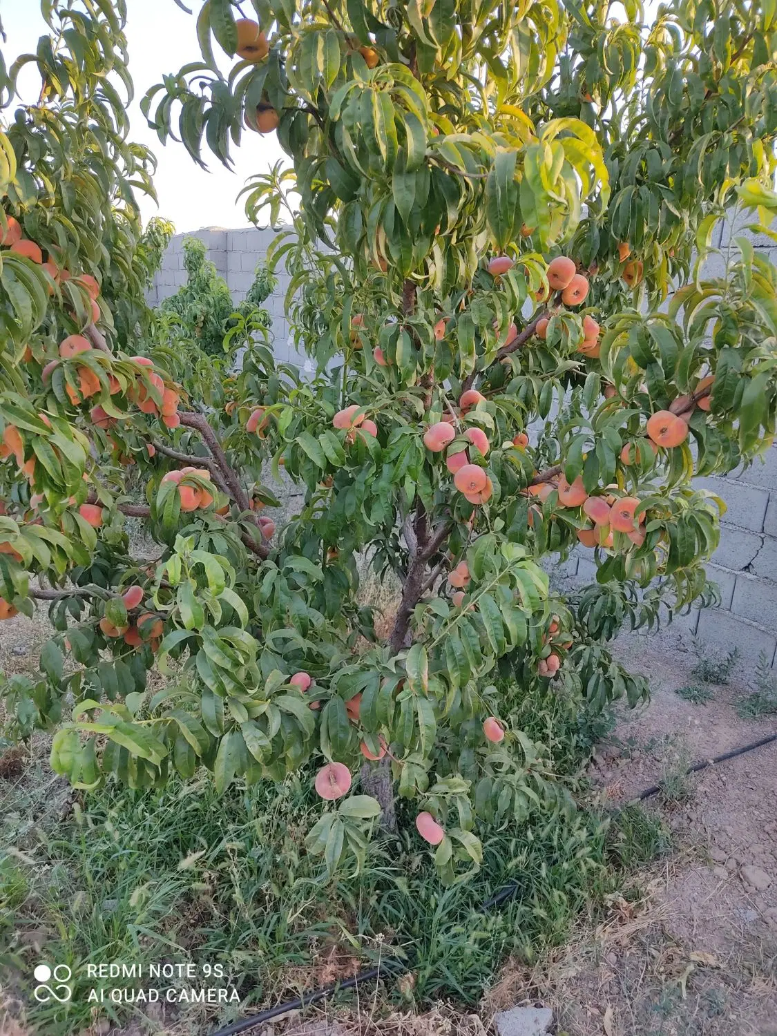 زمین باغ ویلا شبستر