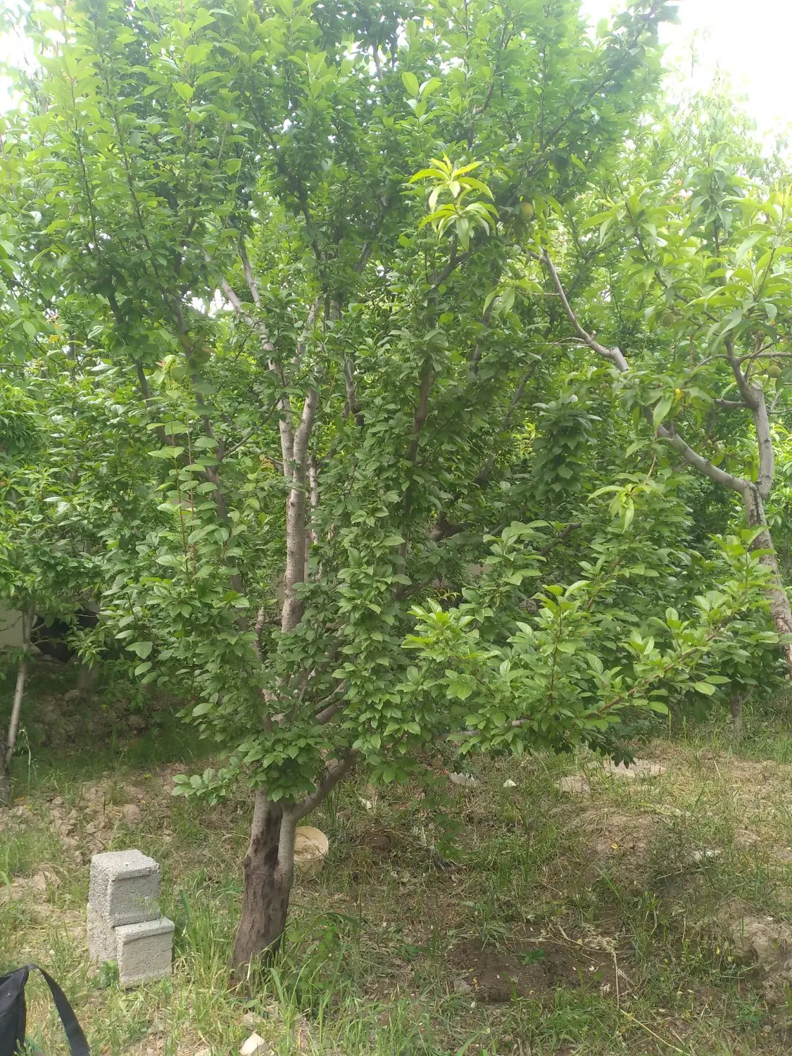 باغچه در شهریار