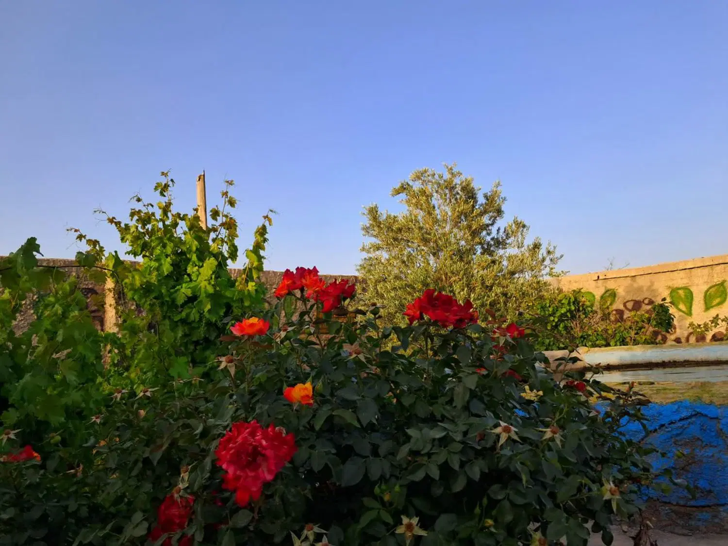 باغ نقلی و آینده دار جلال آباد