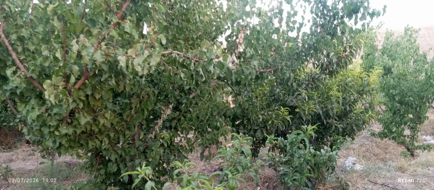 باغ چهار دیواری