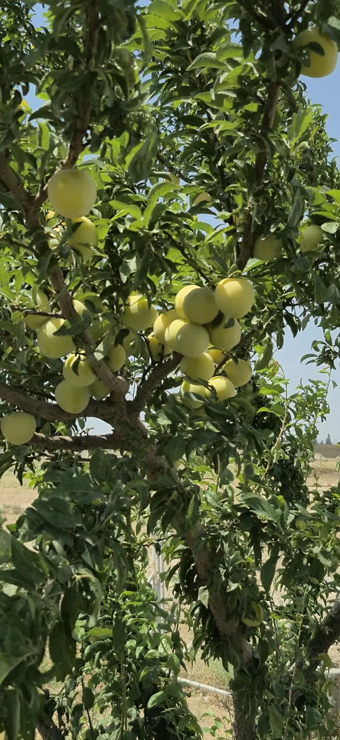 باغ مثمر با درختان ۸ ساله با سهمیه آب کشاورزی