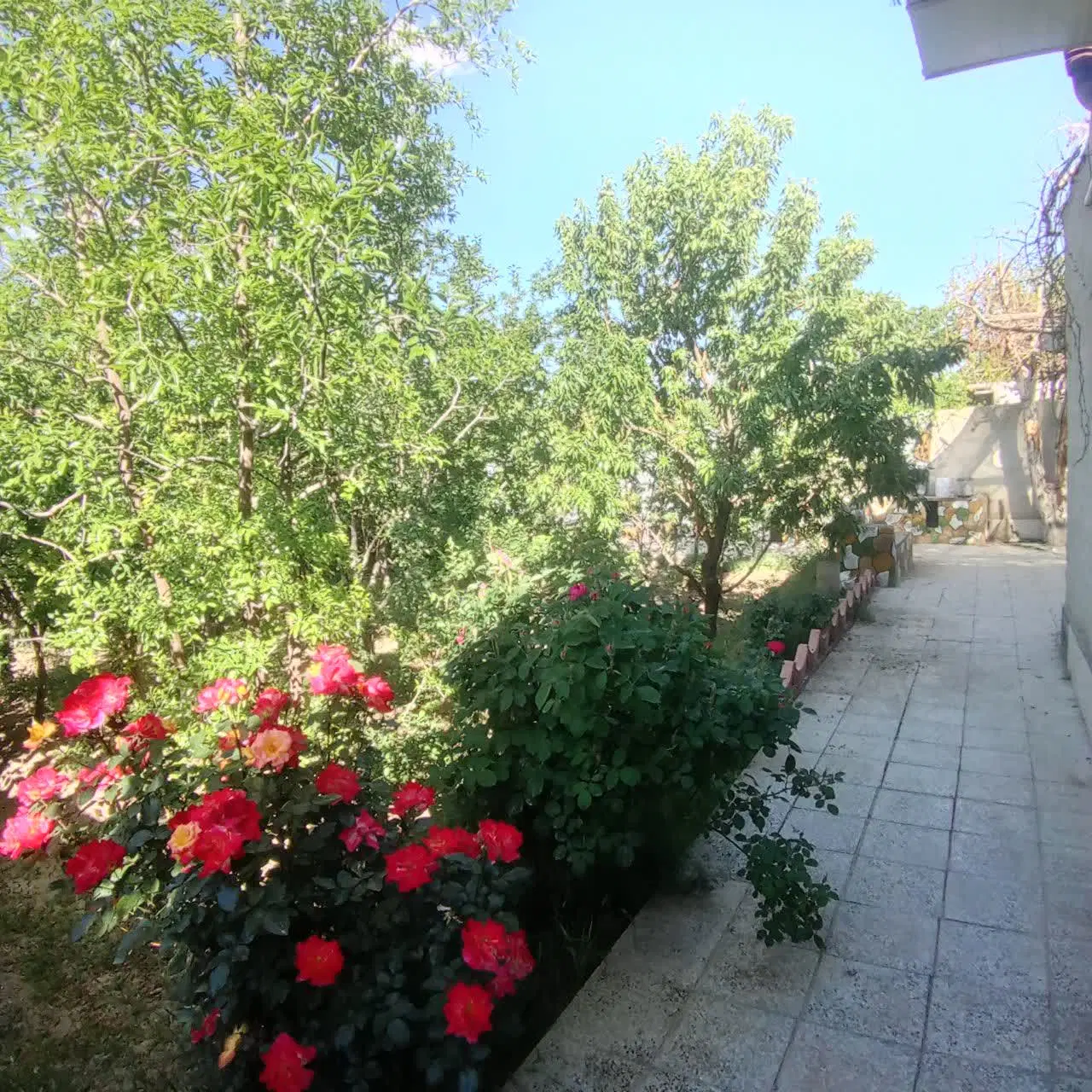 باغ سرسبزمیوه دارجوزدان