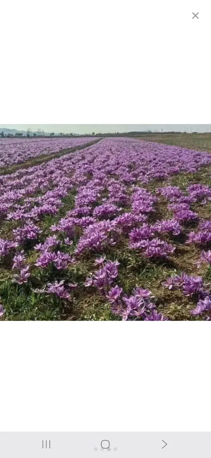 زمین در ابتدای بلوار پژوهش
