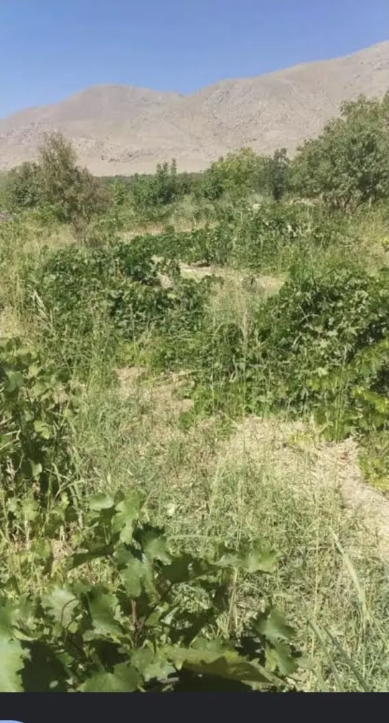 زمین باغ و ویلا