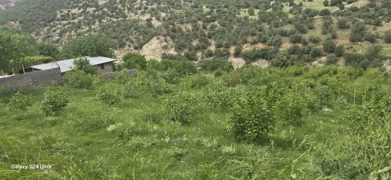 باغ تجاری