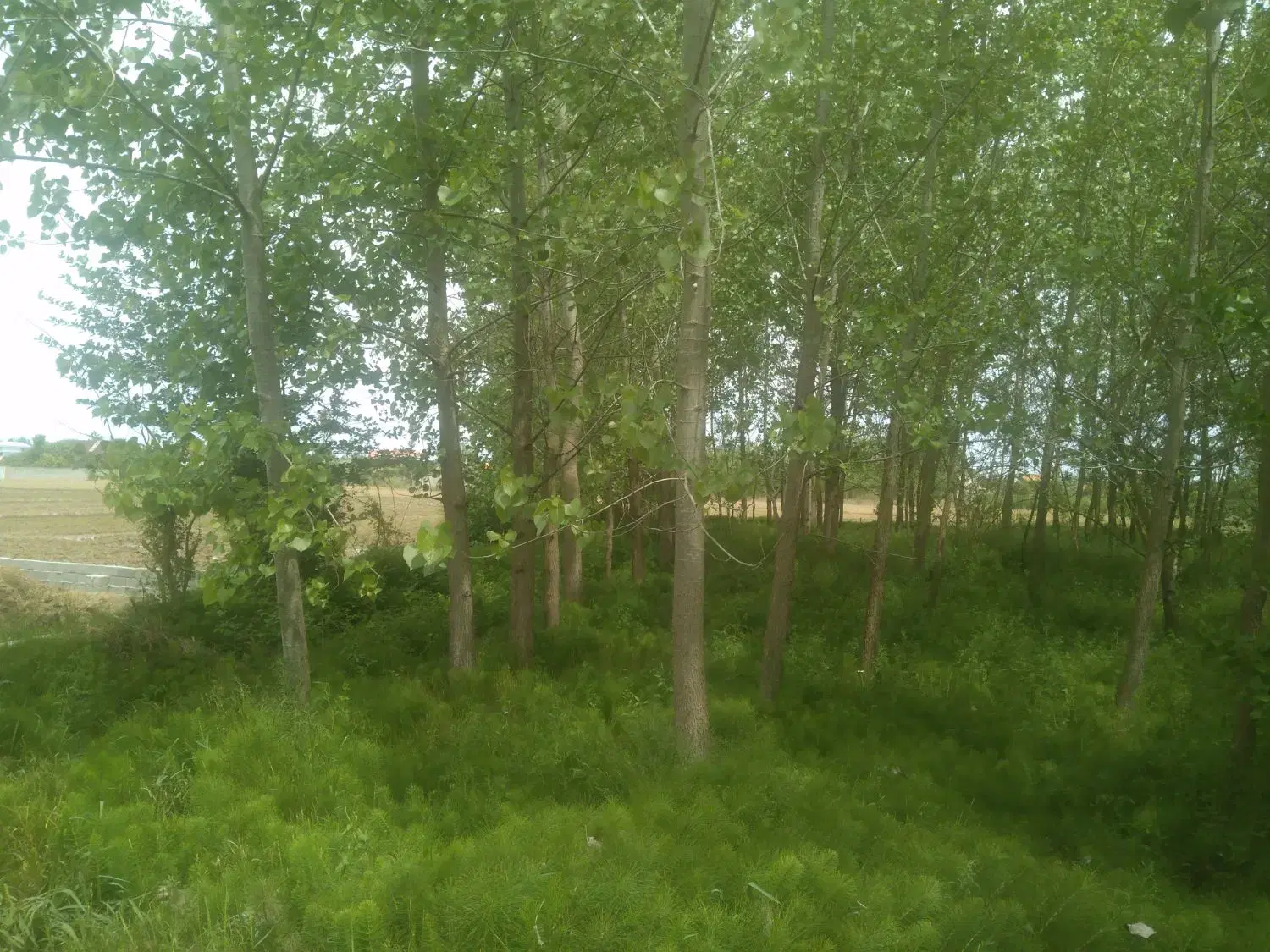 زمین به متراژ2800