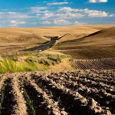 فروش دیم