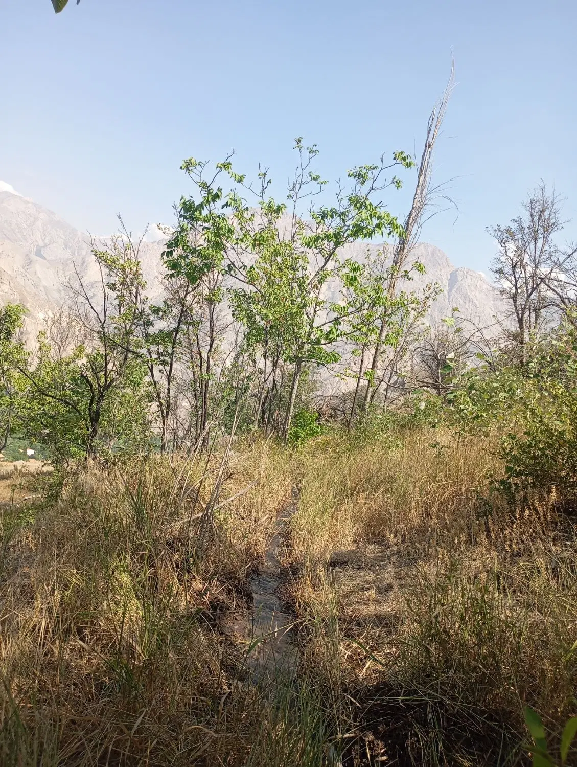 باغی‌در‌روستایی‌در‌گرانه‌بالا(اهربنه)