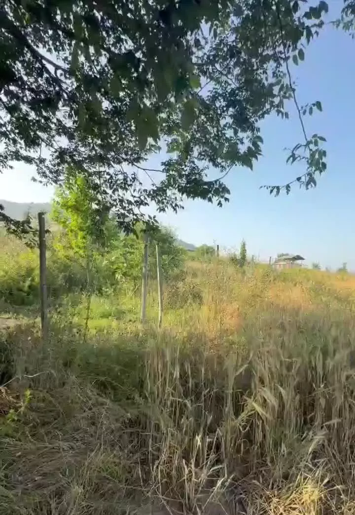 زمین کشاورزی