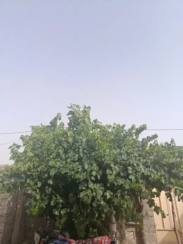 فروش خانه