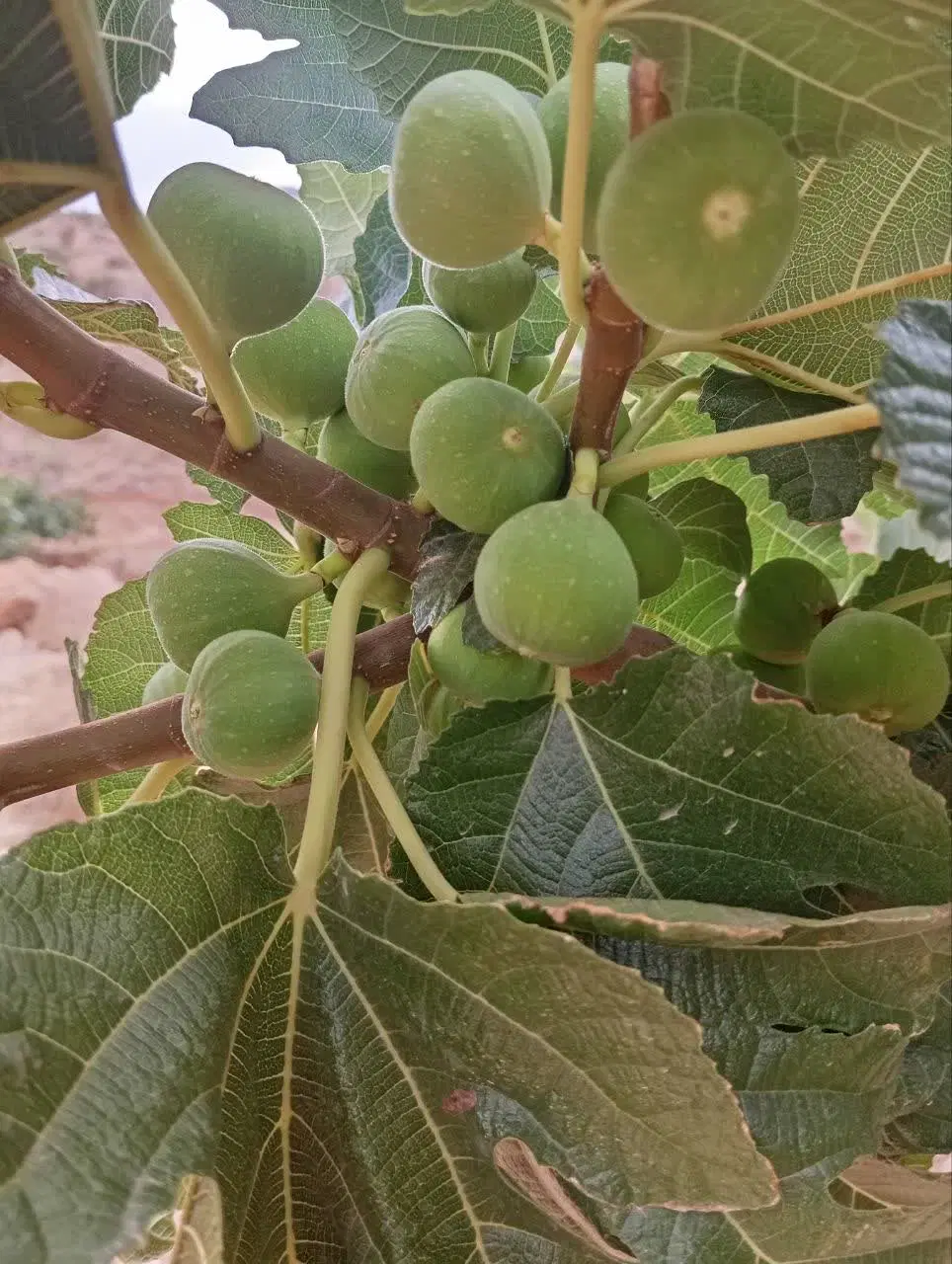 ملک انجیر