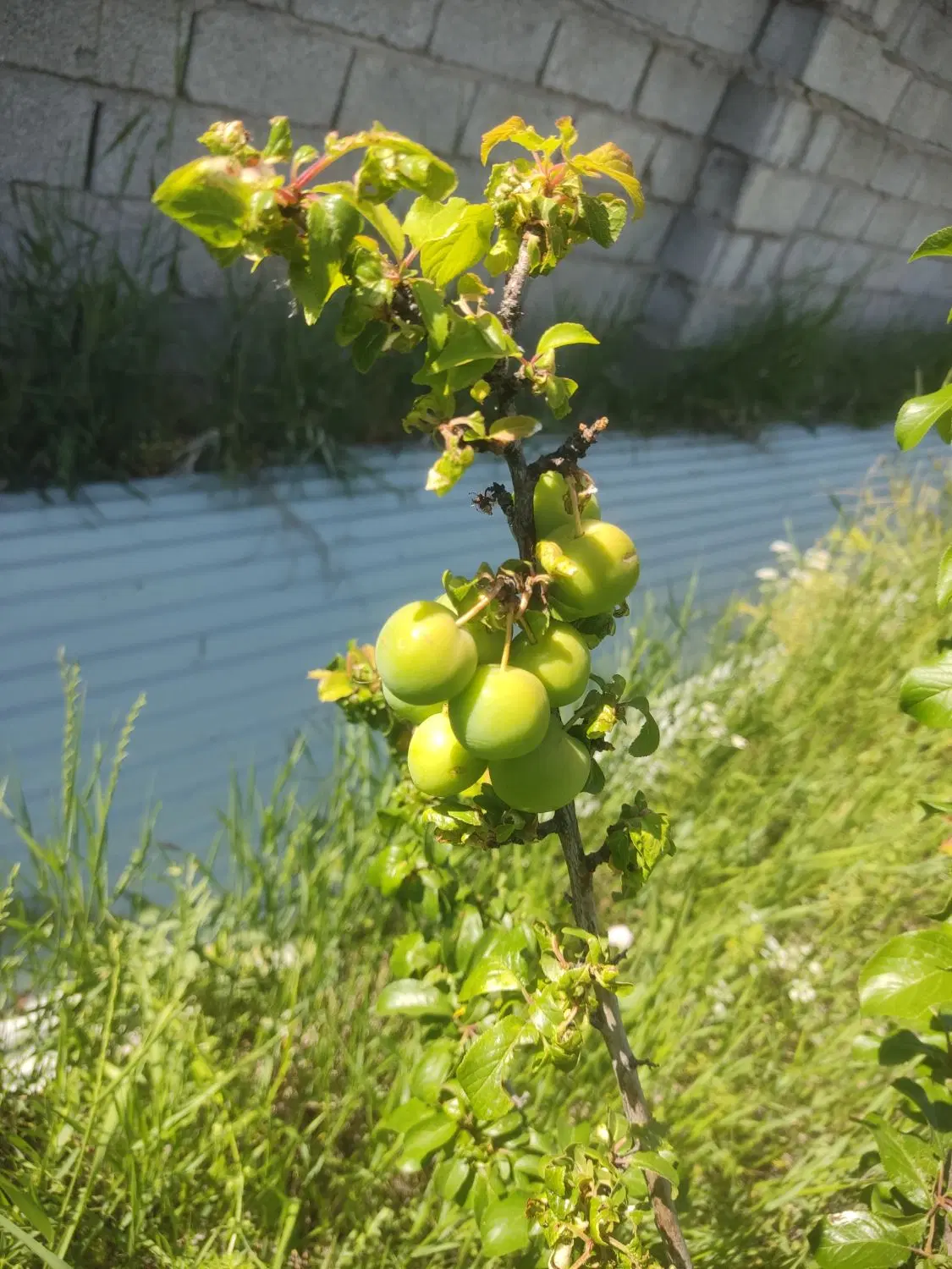 زمین ویلایی دربهترین کوی ایسپیران