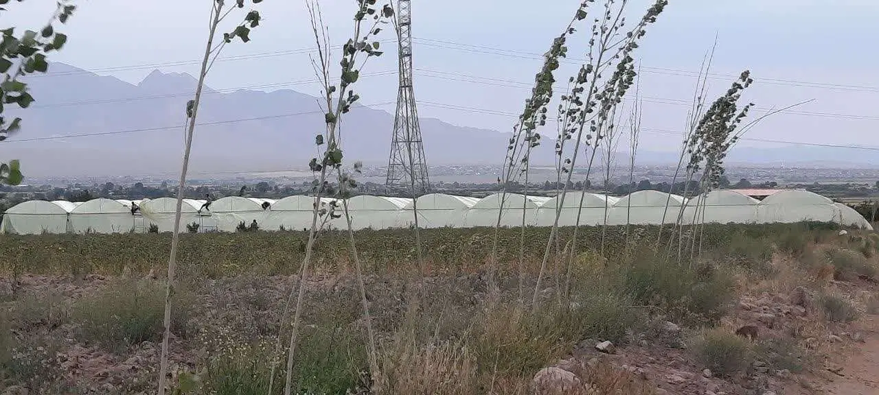 گلخانه ماهان