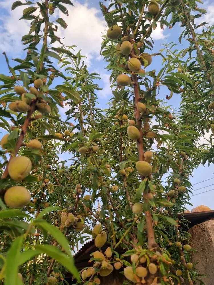 باغچه ۵۰۰ متری با استخر