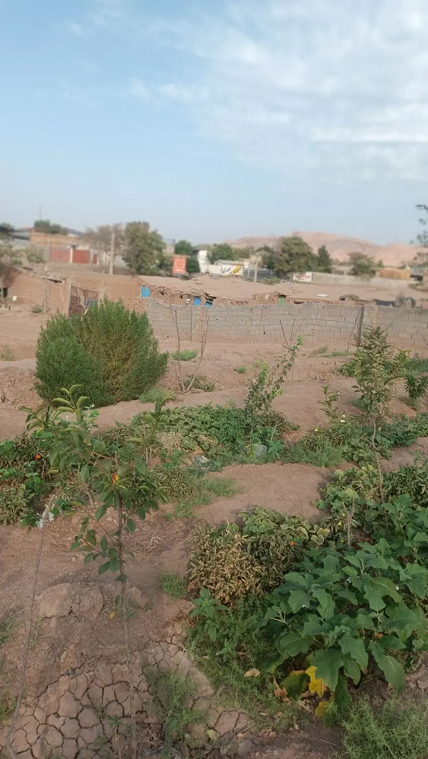 دامداری