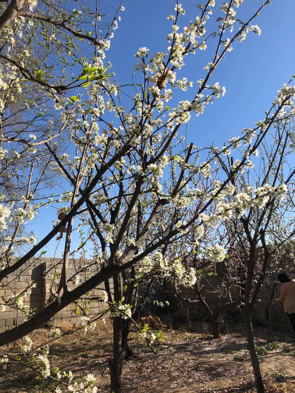 خونه مستقلاتی