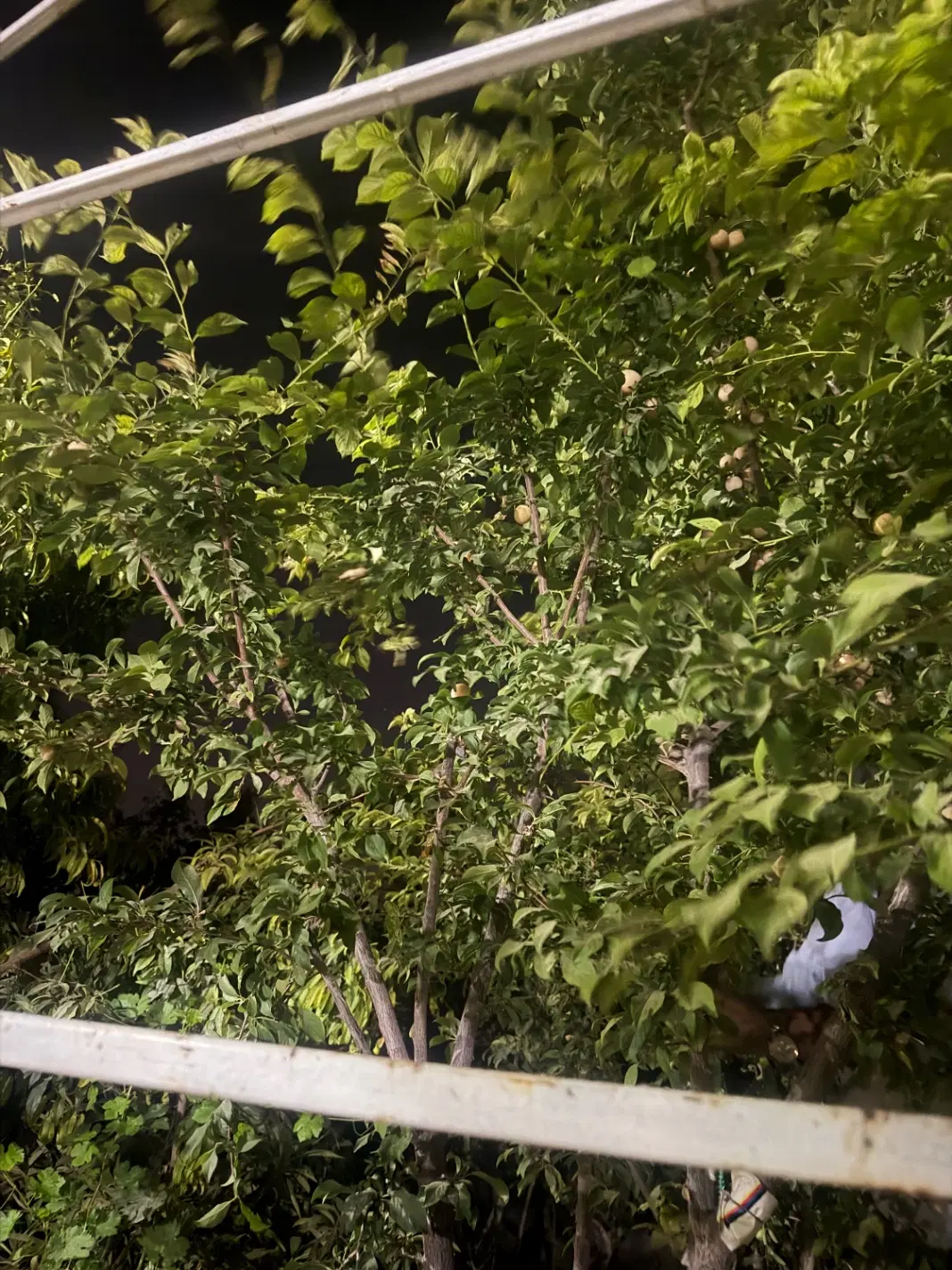 زمین باغشهر ۱۰۰۰ متر _ ملکی _ درب حیاط _تک برگ سند