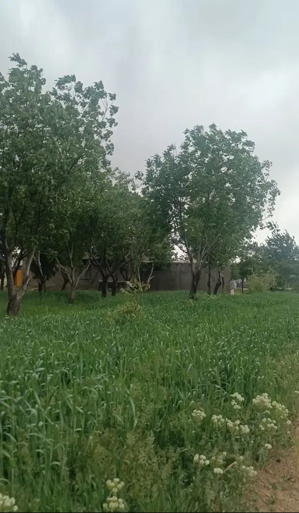 زمین کشاورزی بارانی باغ و گاوداری با تمام ادوات