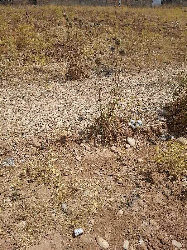 زمین تجاری