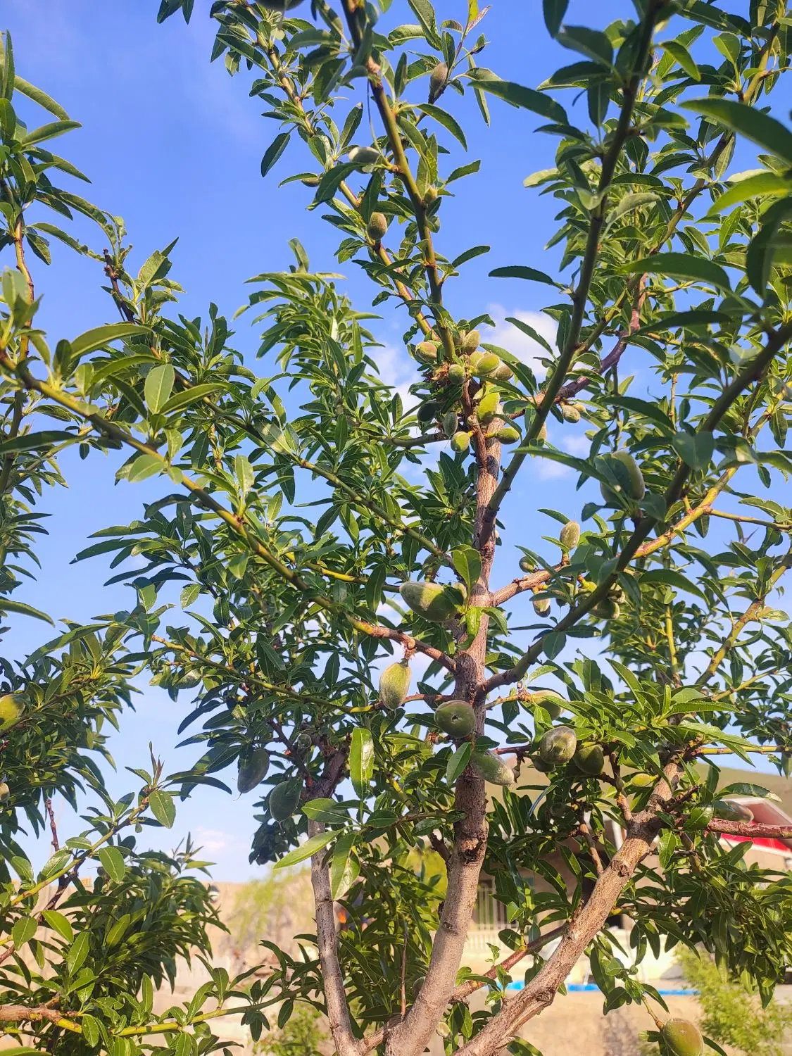 باغ ویلایی۵۰۰متری