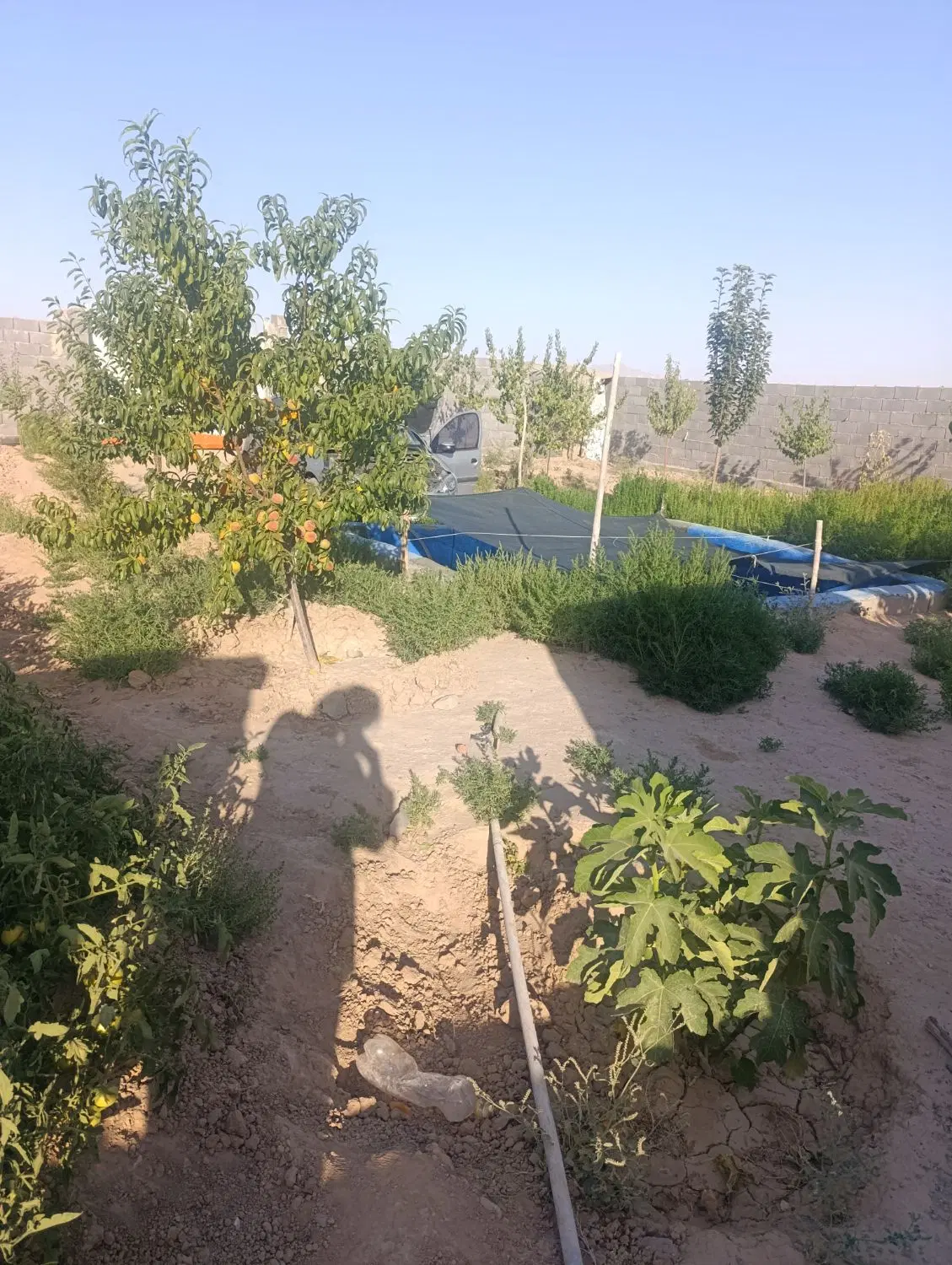 باغ ۵۰۰ متری