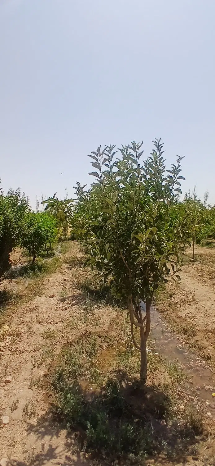 باغ ۱۵۰۰ متر نزدیک جاده اصلی