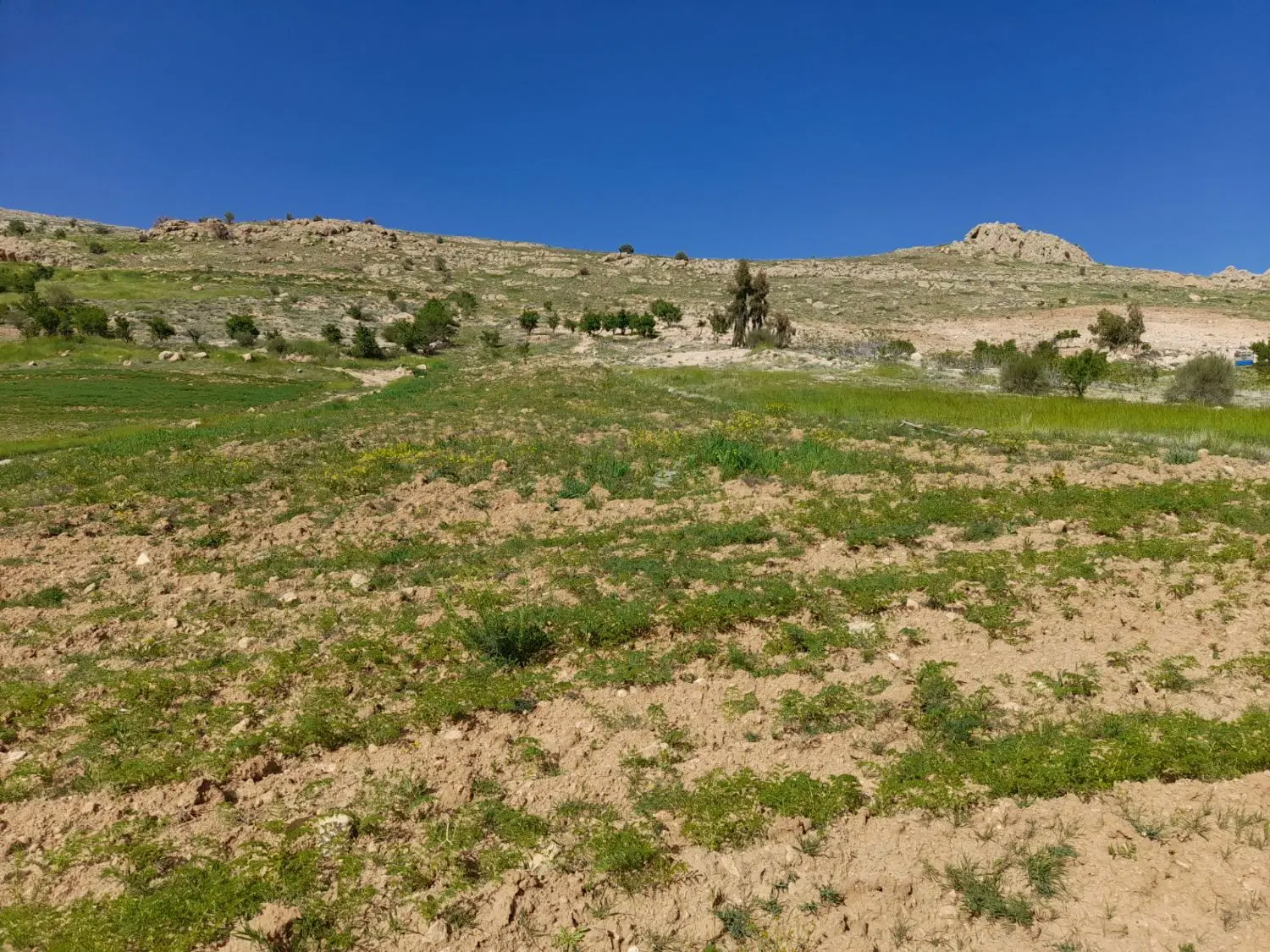 زمین باغی