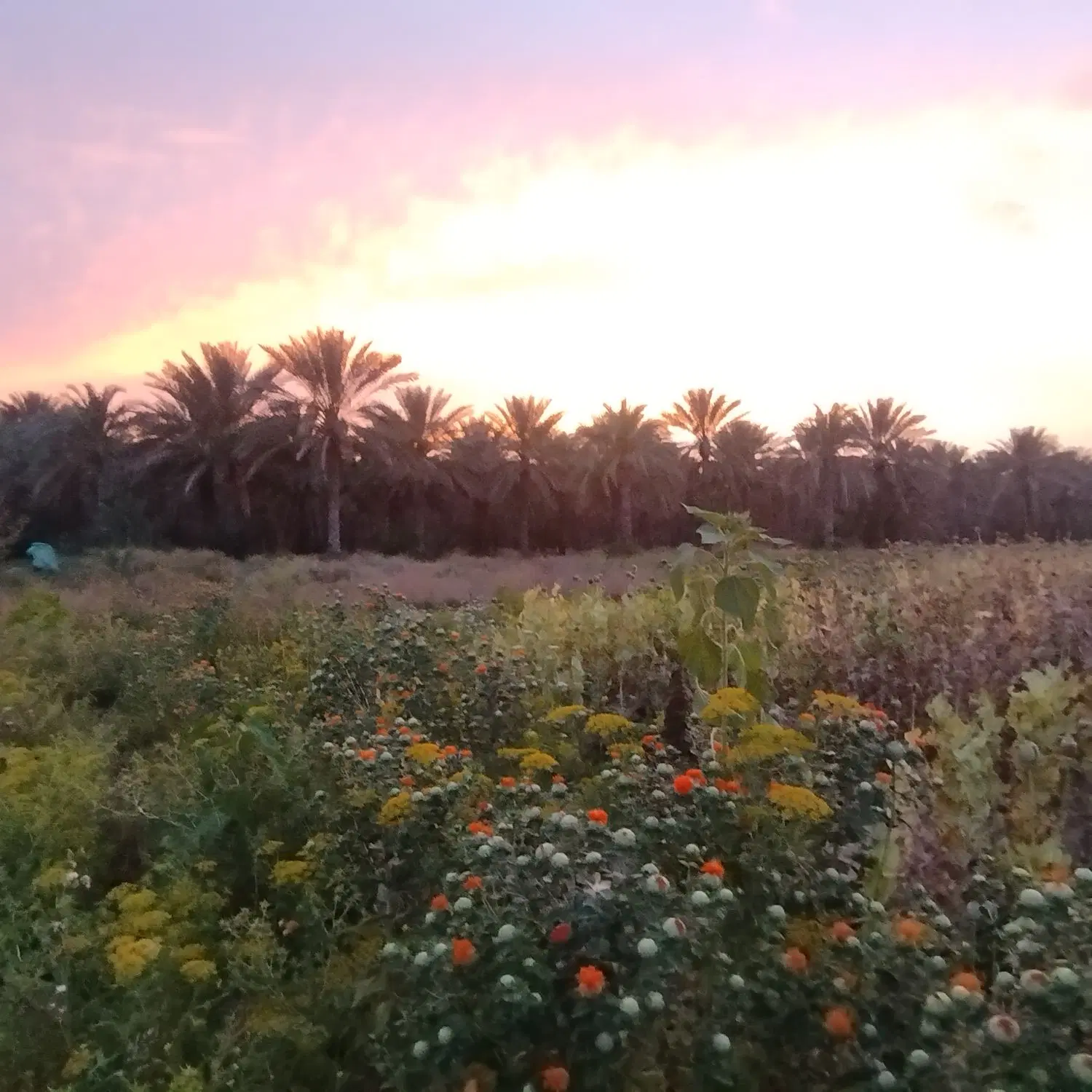 اجاره زمین کشاورزی