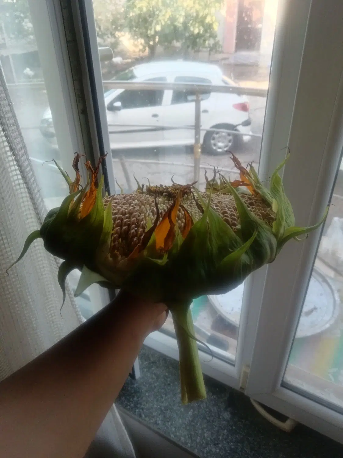 همخونه