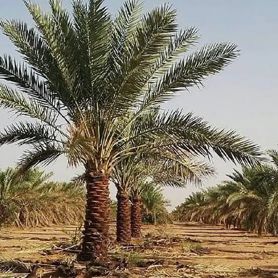 ۱۲۰۰مترزمین+۶۸مترخانه تا سقف+برق وآب