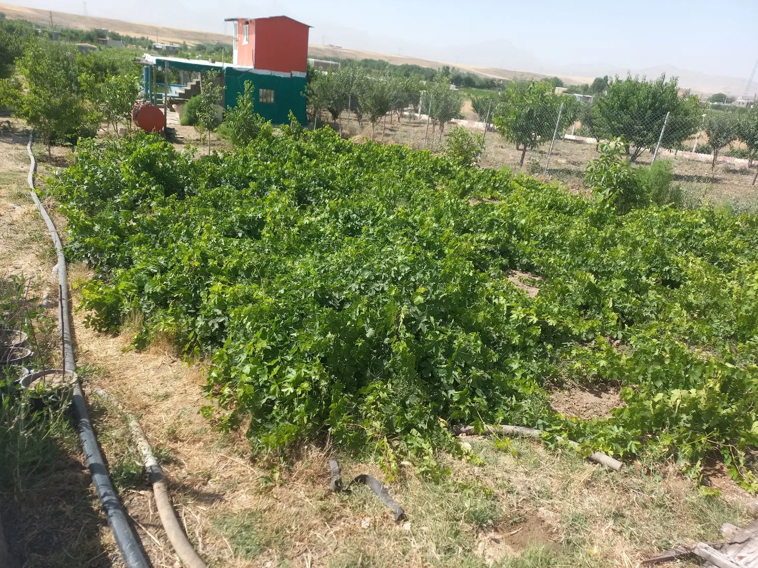 باغ میوه