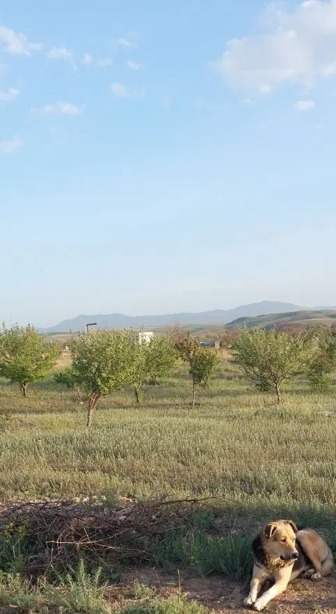 باغ ۱۰۰۰ متر در باغشهر شقایق