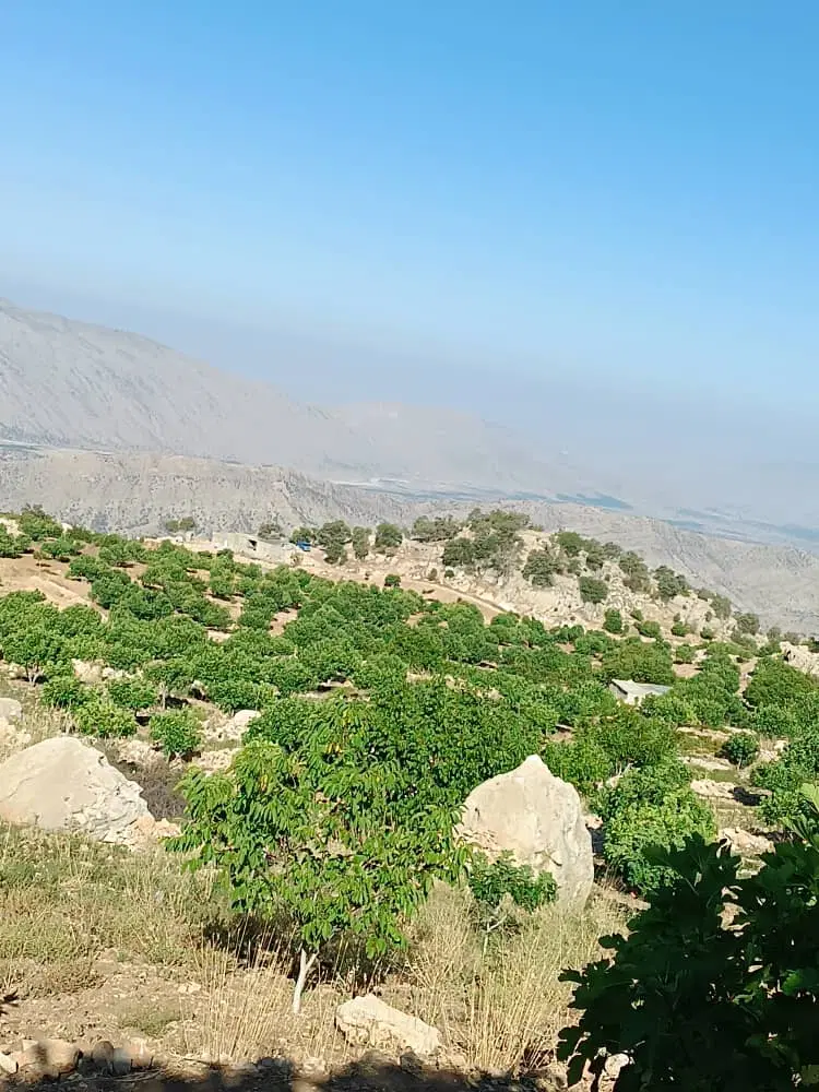 زمین مسکونی