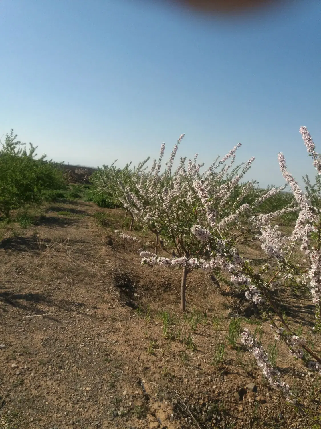 ۶۵۰۰متر باغ مکانیزه در کنار راه آسفالت