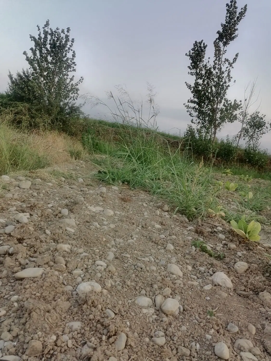 زمین شالی روستای دودانگه