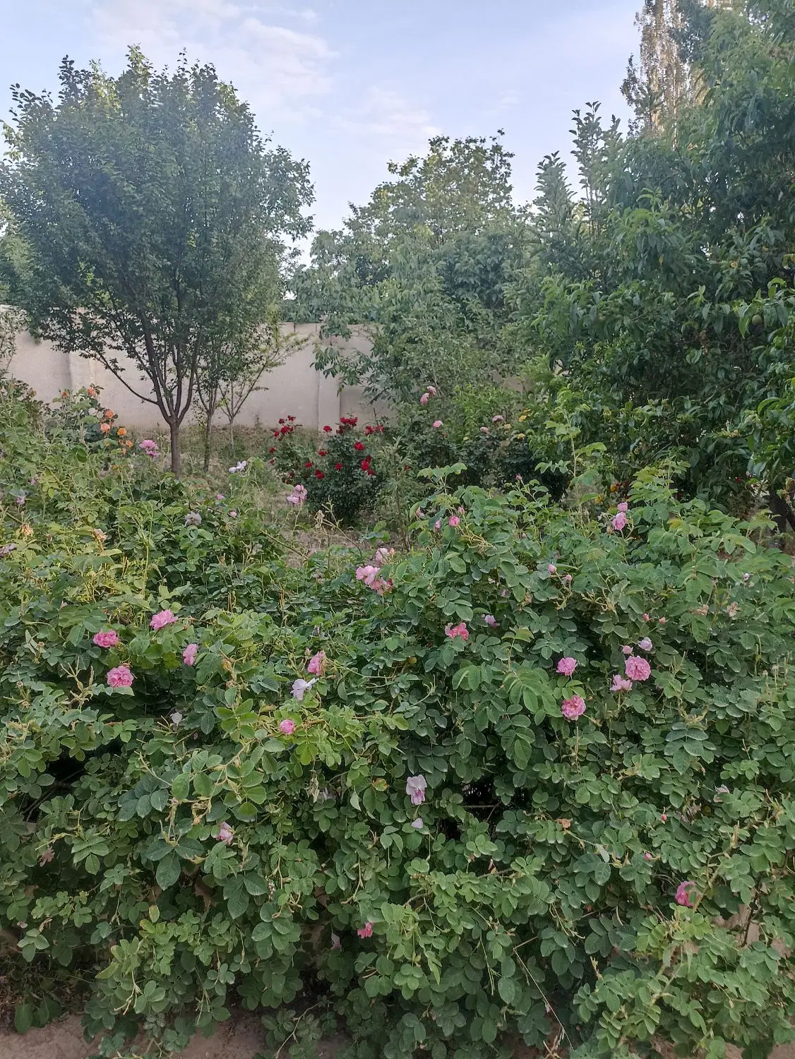 باغ برای فروش