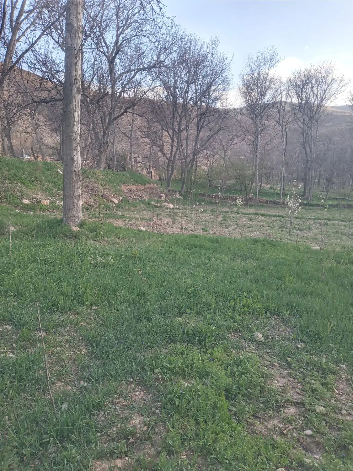 باغ روستای فیروزه