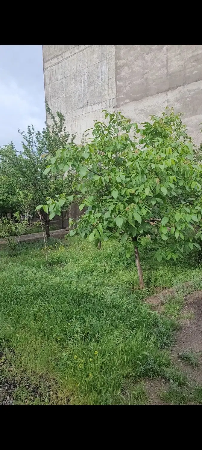 اجاره خانه ویلایی خونه باغ فقط ماهانه