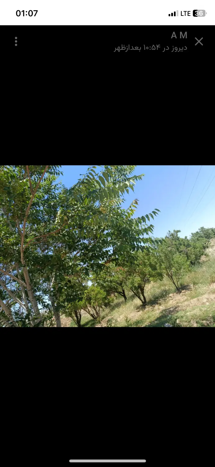 زمین بادام درخت