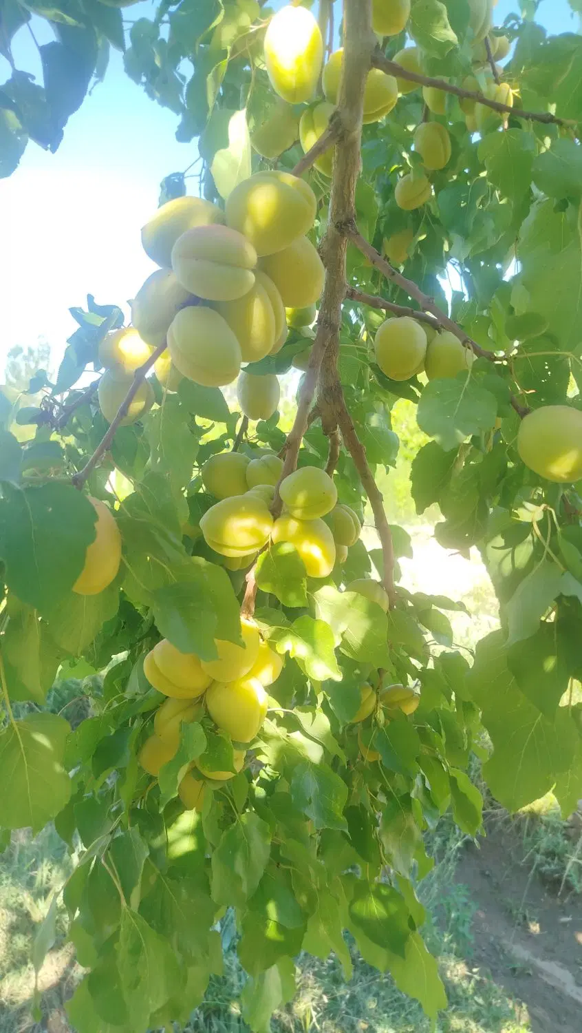 باغچه بر جاده اصلی با موقعیت صنعتی
