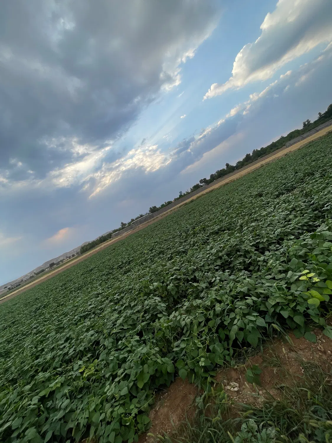 فروش زمین باغی زاخرد