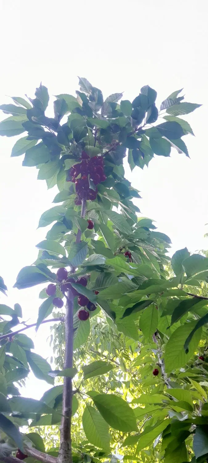 فروش زمین در روستای بکر گودال،توابع گوغر