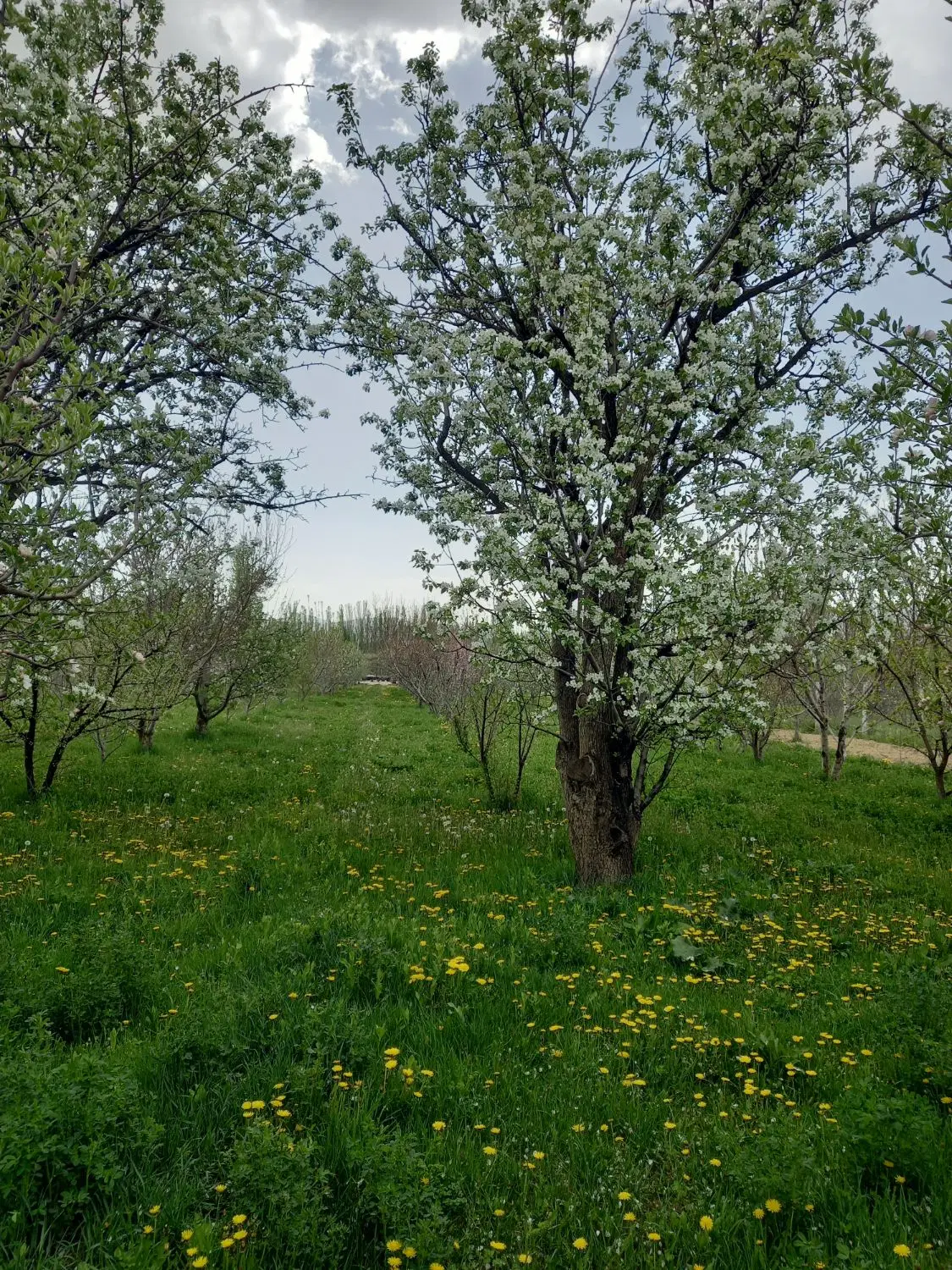 قطعه ۱۰ کوی گلشهر