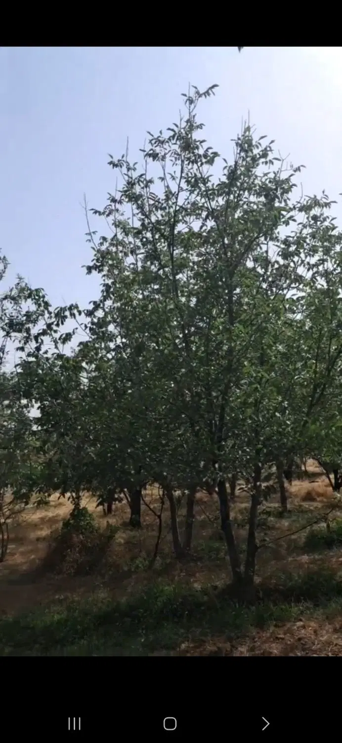 ملک مسکونی زراعی با قابلیت مسکونی و تجاری